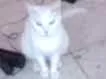 Gato raça  idade 2 anos nome BRANQUINHA