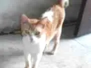 Gato raça  idade 7 a 11 meses nome PRETINHA
