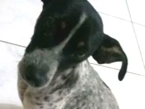 Cachorro raça Vira lata  idade 2 a 6 meses nome Nina