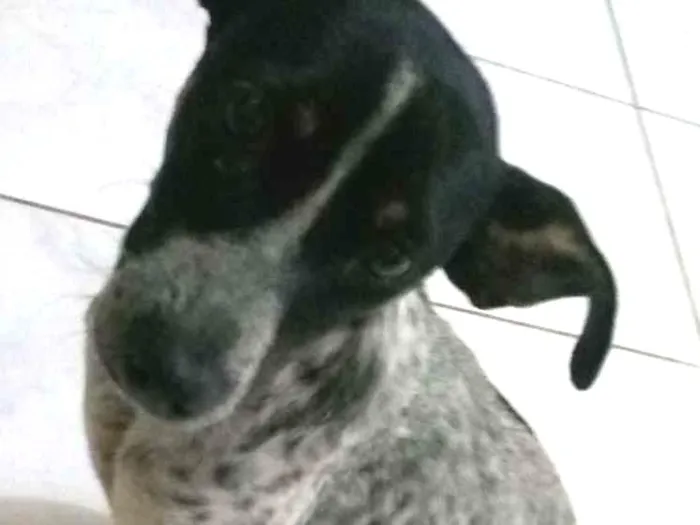 Cachorro ra a Vira lata  idade 2 a 6 meses nome Nina