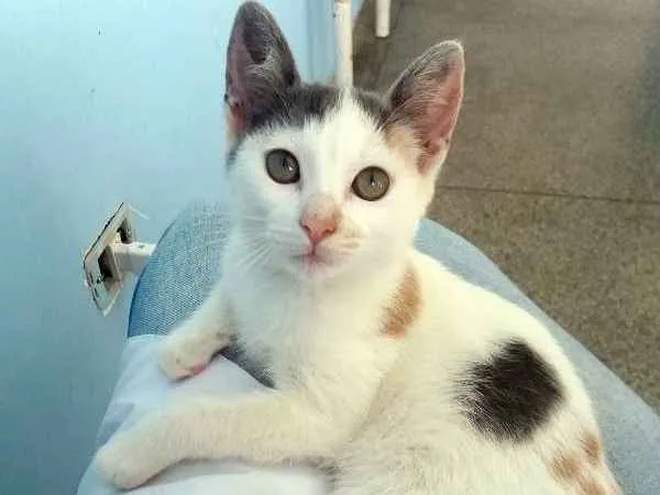 Gato ra a SRD idade 2 a 6 meses nome Frida