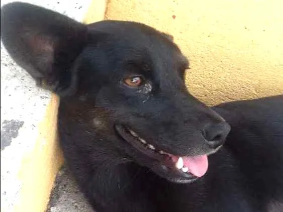 Cachorro ra a Vira lata idade 1 ano nome Shira