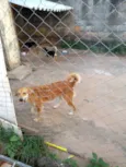 Nayla