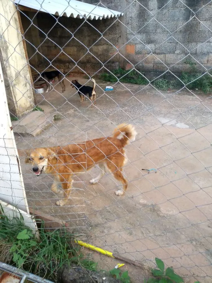 Cachorro raça Srd  idade 7 a 11 meses nome Nayla