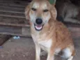 Nayla