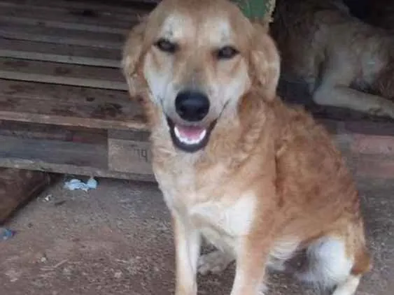 Cachorro raça Srd  idade 7 a 11 meses nome Nayla