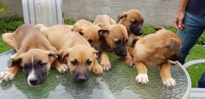 Cachorro ra a Vira lata idade 2 a 6 meses nome Ainda sem nomes
