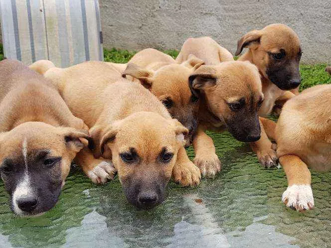 Cachorro ra a Vira lata idade 2 a 6 meses nome Ainda sem nomes
