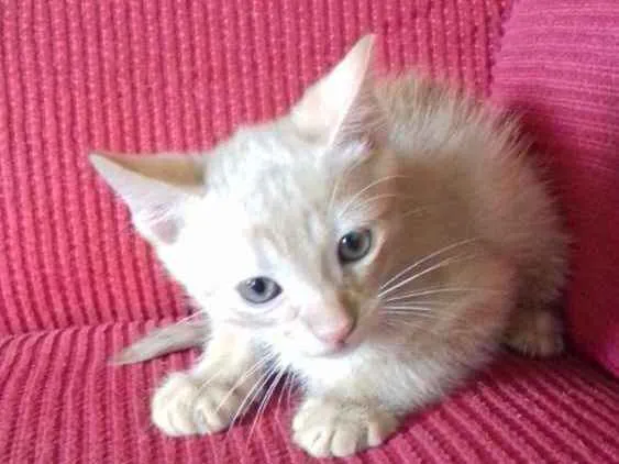 Gato ra a Vira latas idade Abaixo de 2 meses nome Sem nome