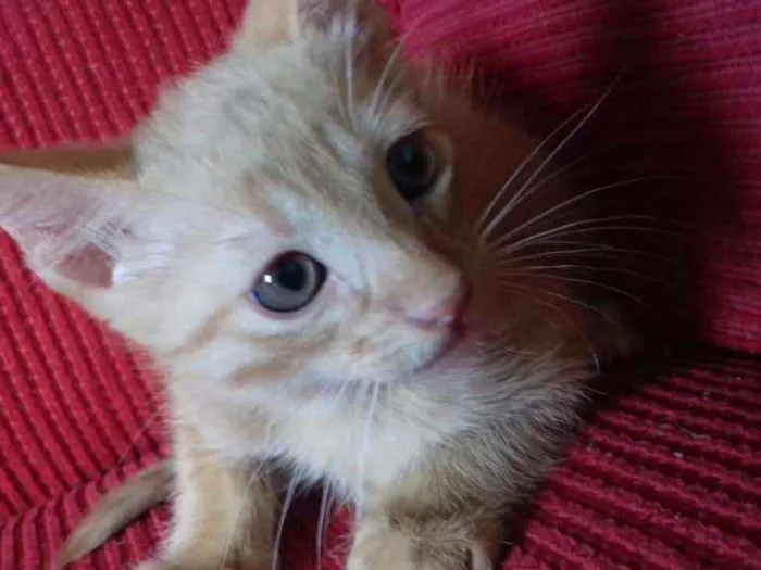Gato ra a Vira latas idade Abaixo de 2 meses nome Sem nome