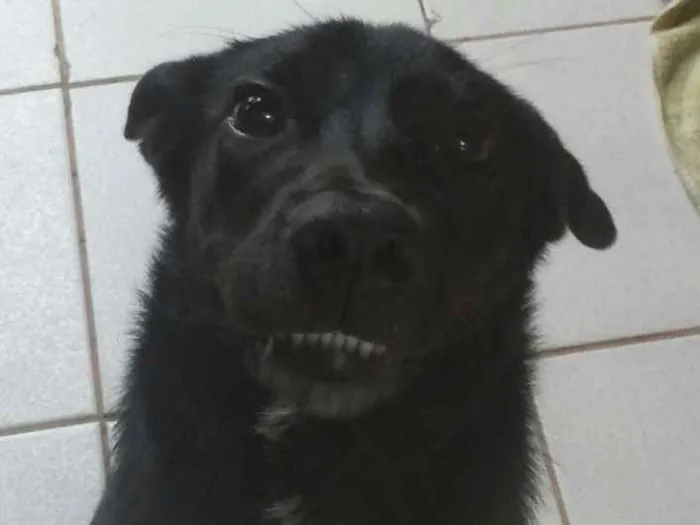 Cachorro ra a Nao definida idade 3 anos nome Marly