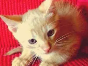 Gato raça Vira latas idade Abaixo de 2 meses nome Sem nome