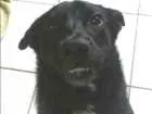 Cachorro raça Nao definida idade 3 anos nome Marly