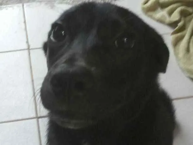 Cachorro ra a Nao definida idade 3 anos nome Marly