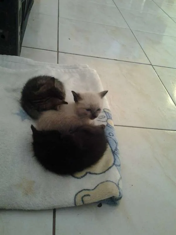 Gato ra a Vira lata idade Abaixo de 2 meses nome Vc escolhe