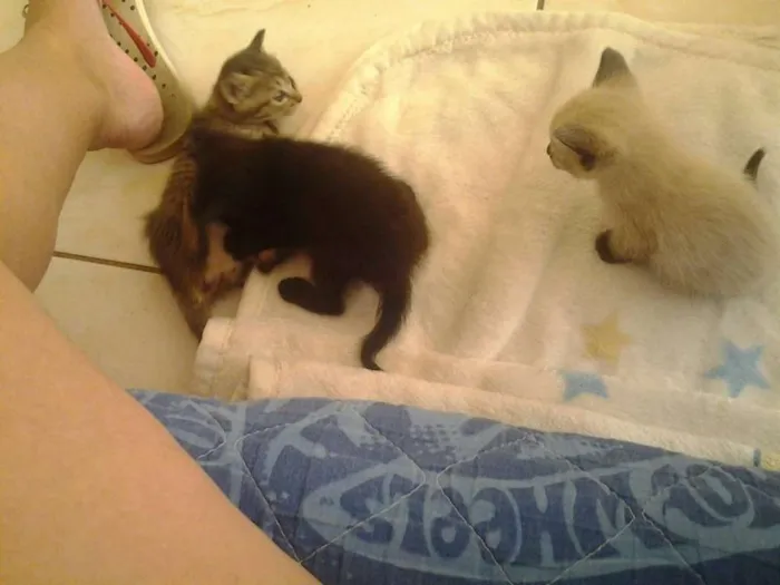 Gato ra a Vira lata idade Abaixo de 2 meses nome Vc escolhe