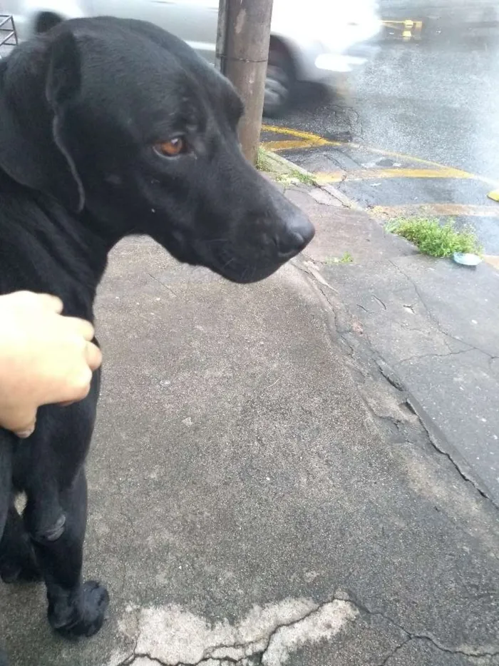 Cachorro raça Viralata idade 1 ano nome Menininho