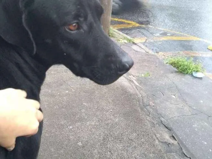 Cachorro raça Viralata idade 1 ano nome Menininho