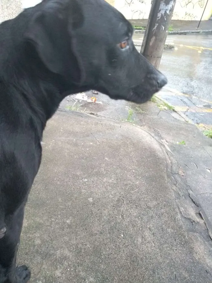 Cachorro raça Viralata idade 1 ano nome Menininho