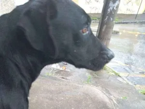 Cachorro raça Viralata idade 1 ano nome Menininho