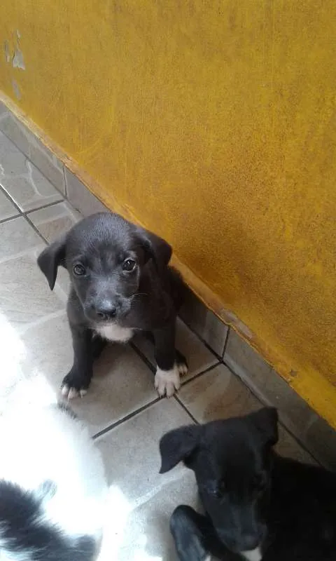 Cachorro ra a vira lata idade 7 a 11 meses nome Bela e Magrela