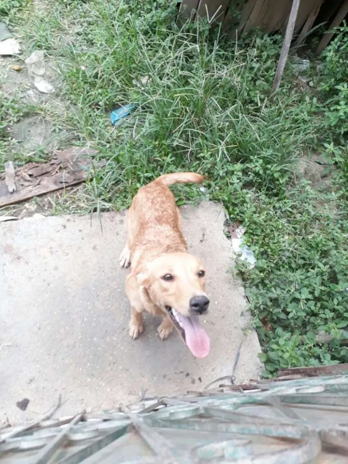 Cachorro raça Vira lata idade 1 ano nome Joana