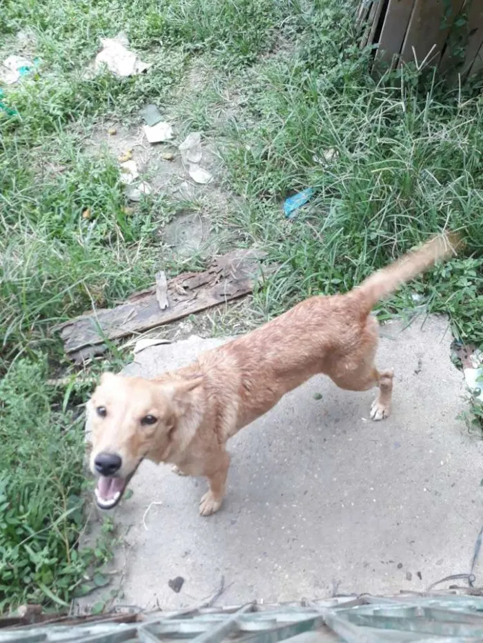 Cachorro raça Vira lata idade 1 ano nome Joana