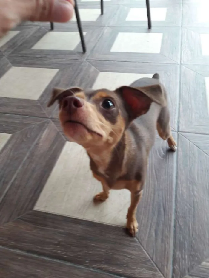 Cachorro ra a Pincher idade 1 ano nome Nina