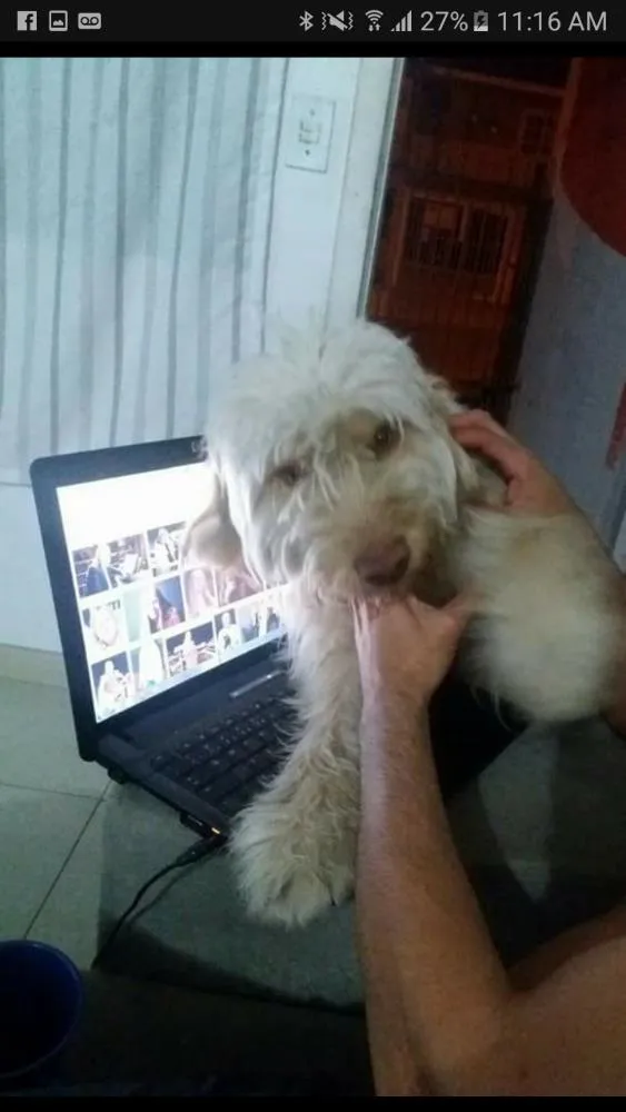 Cachorro ra a Nao sei idade 5 anos nome Fredy