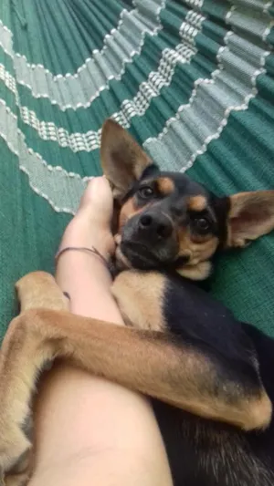 Cachorro raça Vira-lata idade 3 anos nome Pocahontas