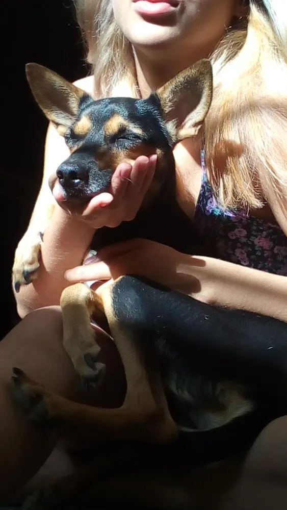 Cachorro raça Vira-lata idade 3 anos nome Pocahontas