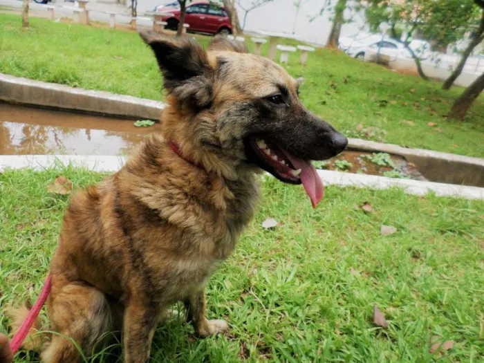Cachorro ra a SRD idade 2 anos nome Nala