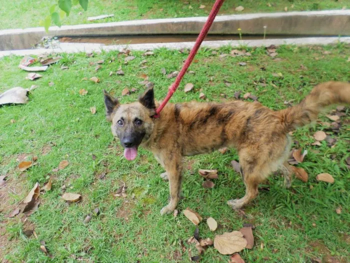 Cachorro ra a SRD idade 2 anos nome Nala