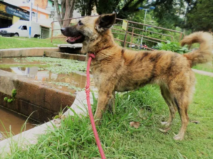 Cachorro ra a SRD idade 2 anos nome Nala