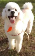 Jimmy Poodle