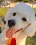 Jimmy Poodle