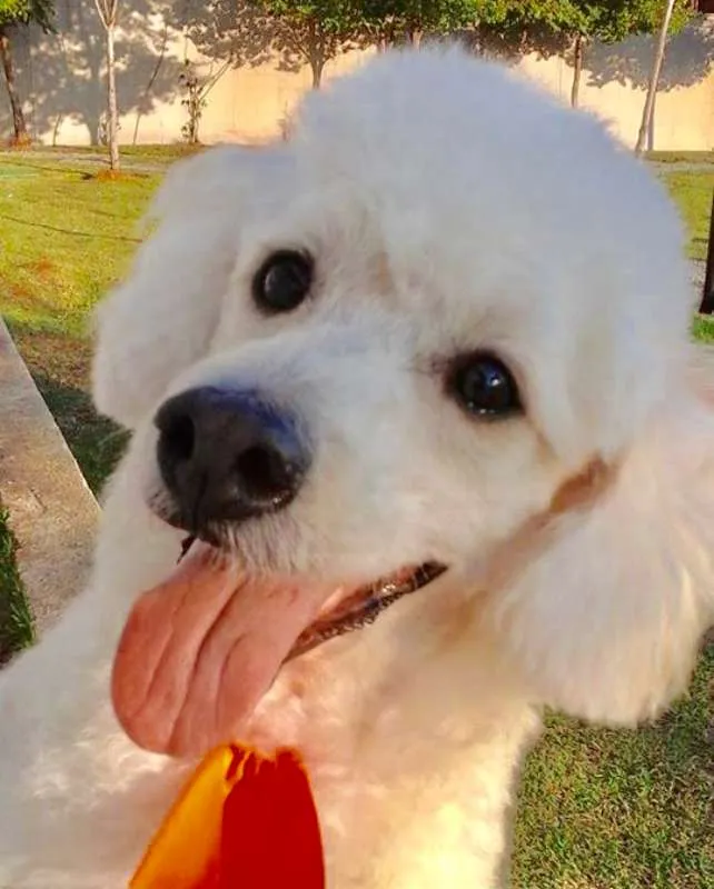 Cachorro ra a  idade  nome Jimmy Poodle