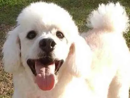 Cachorro ra a  idade  nome Jimmy Poodle