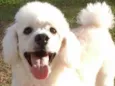 Jimmy Poodle