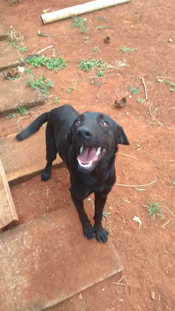 Cachorro ra a Mestiço idade 1 ano nome Simba
