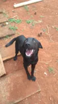 Simba