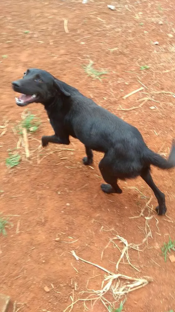 Cachorro ra a Mestiço idade 1 ano nome Simba