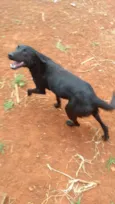 Simba