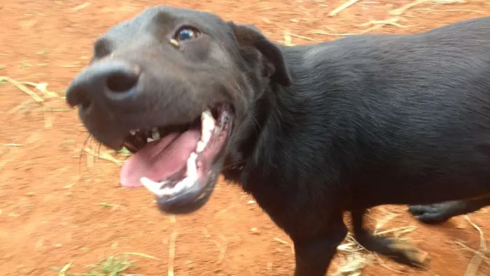 Cachorro ra a Mestiço idade 1 ano nome Simba