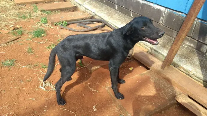 Cachorro ra a Mestiço idade 1 ano nome Simba