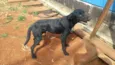 Simba