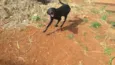 Simba
