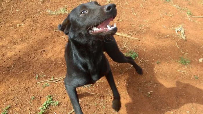 Cachorro ra a Mestiço idade 1 ano nome Simba