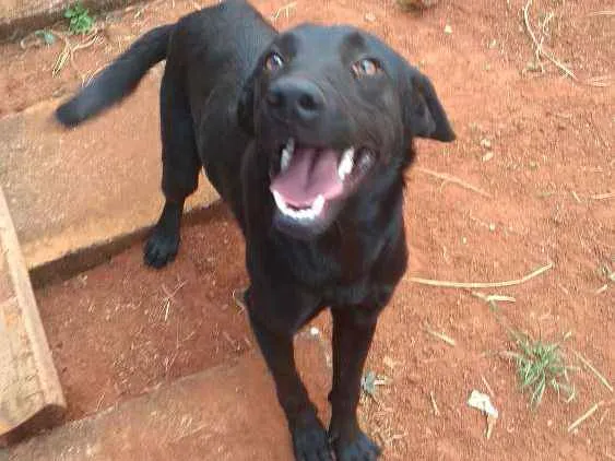 Cachorro ra a Mestiço idade 1 ano nome Simba
