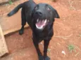 Simba